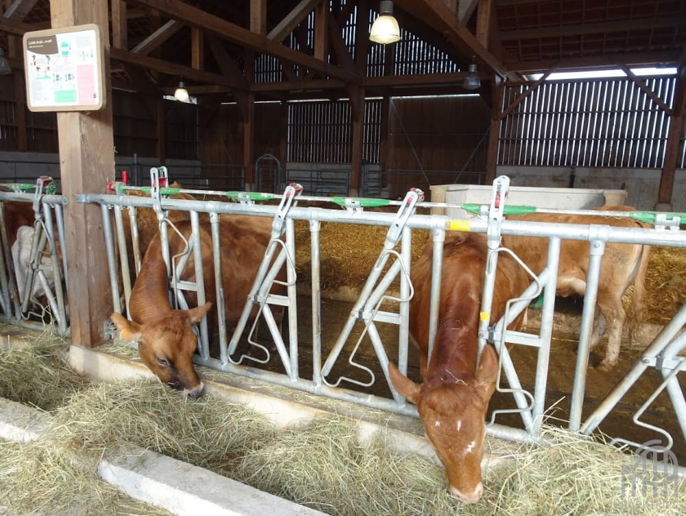 vaches ferme bellevie villages nature paris