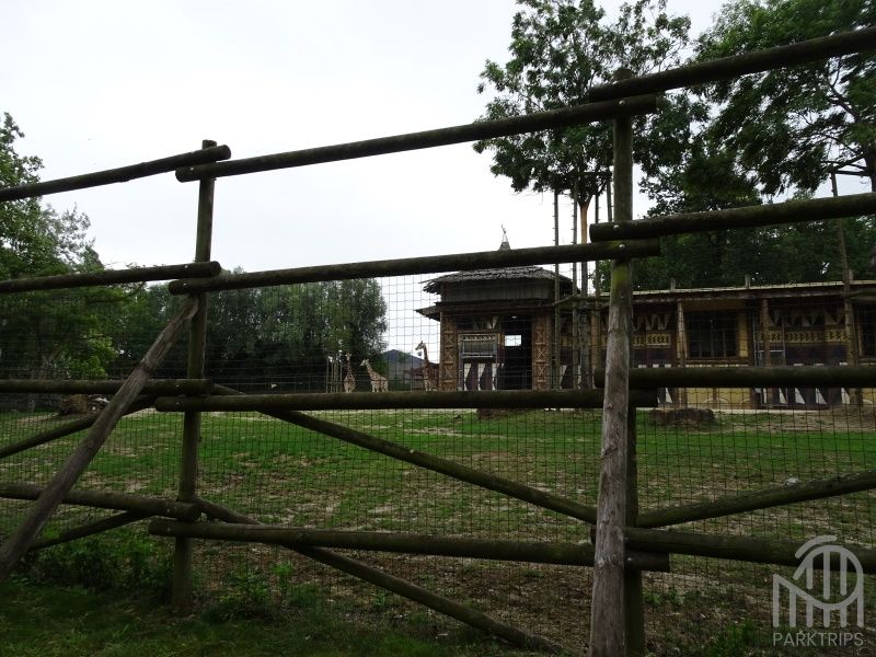 girafes bellewaerde savane