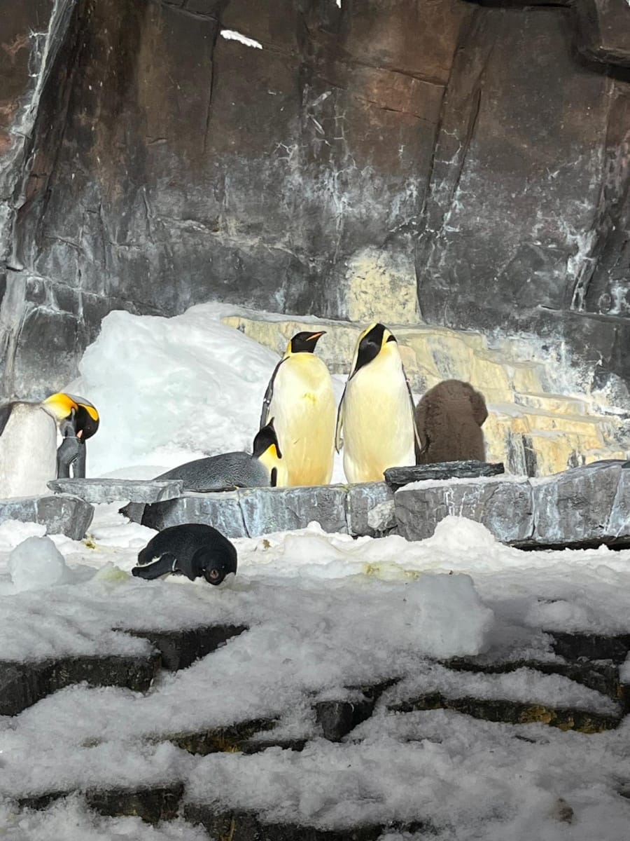 Photo de trip report à Seaworld Orlando Resort